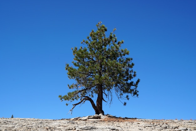 Natuur Lonely Single Dry Pine boom op de berg geïsoleerd met blauwe hemelachtergrond - minimale patronen