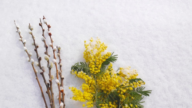 Natuur macro foto mimosa en Salix of bloesem wilg bovenaanzicht in de witte sneeuw