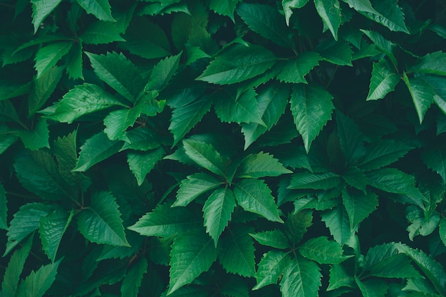 Natuur met groene bladeren