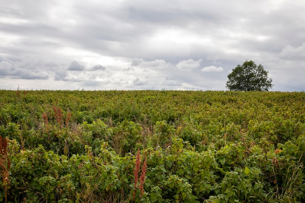 Natuur met planten gras en bomen bij bewolkt weer