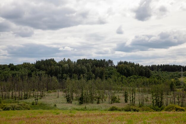 Natuur met planten gras en bomen bij bewolkt weer