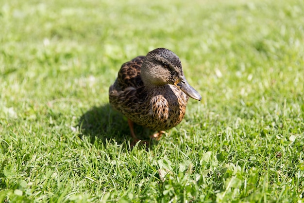 natuur, ornithologie en vogels concept - eend wandelen op groene zomerweide