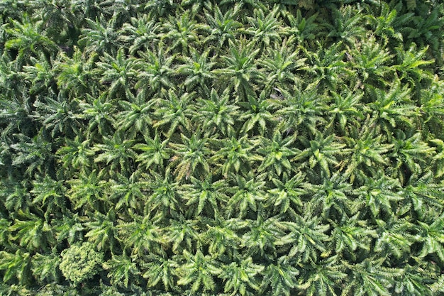 Natuur patroon palmolie boom plantage van luchtfoto natuur achtergrond.
