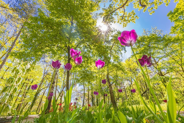 Natuur tulpen in park bos veld lente zomer bloemen landschap laag standpunt Idyllische bloem