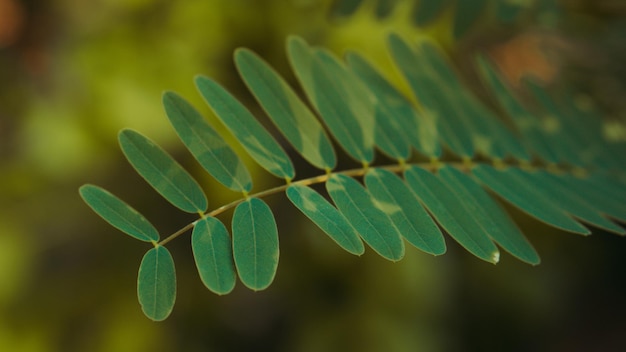 Natuur Turi Blad Achtergrond