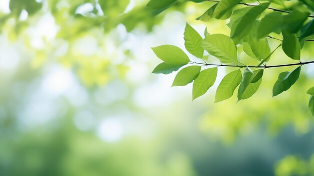 Natuur van groen blad in de tuin in de zomer Natuurlijke groene frisse achtergrond met wazige achtergrond