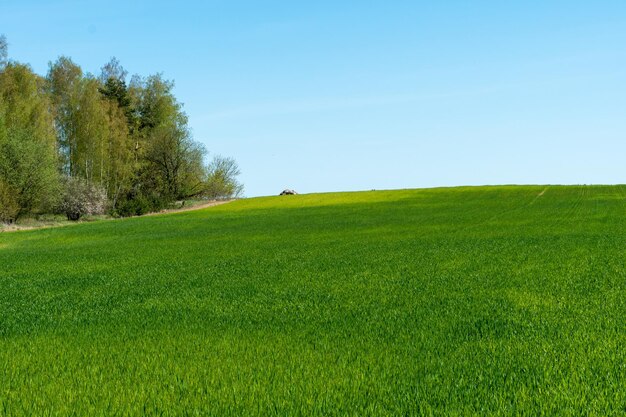 Natuur van Wit-Rusland Eindeloze velden en bossen van de Republiek Wit-Rusland Nationaal natuurreservaat Een veld voor het verbouwen van granen