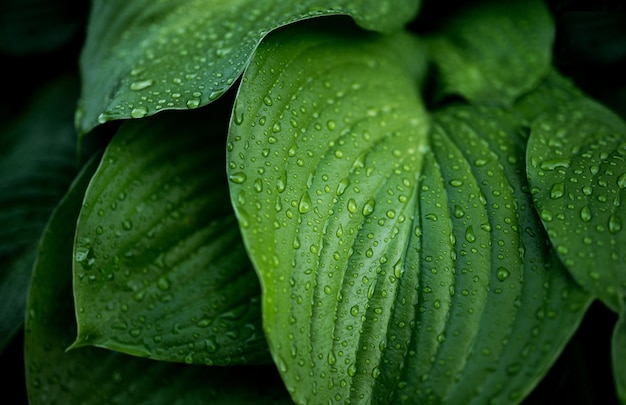 Natuur verse groene plant na Rain