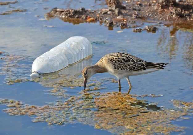 Natuur versus vervuiling