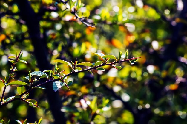 Natuur voorjaars achtergrond Pyracantha coccinea witte bloemen in de tuin Witte vuurtoren bloeit