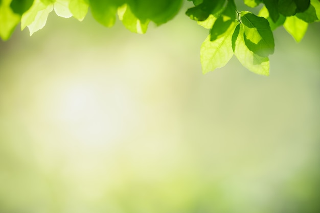 Natuur weergave groen blad op wazig groen achtergrond