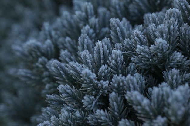 natuur winterpatroon van pijnboomtakken met sneeuw