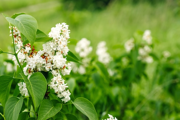 natuur, witte bloemen in de wei