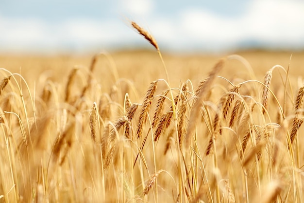 natuur, zomer, oogst en landbouwconcept - close-up van graanveld met aartjes van rijpe rogge of tarwe