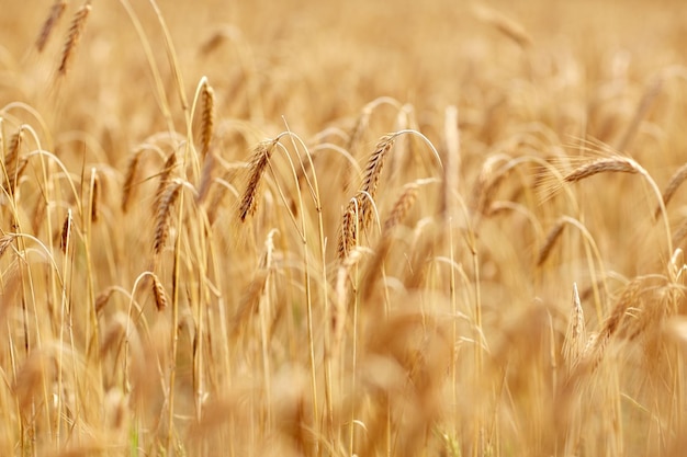 natuur, zomer, oogst en landbouwconcept - close-up van graanveld met aartjes van rijpe rogge of tarwe