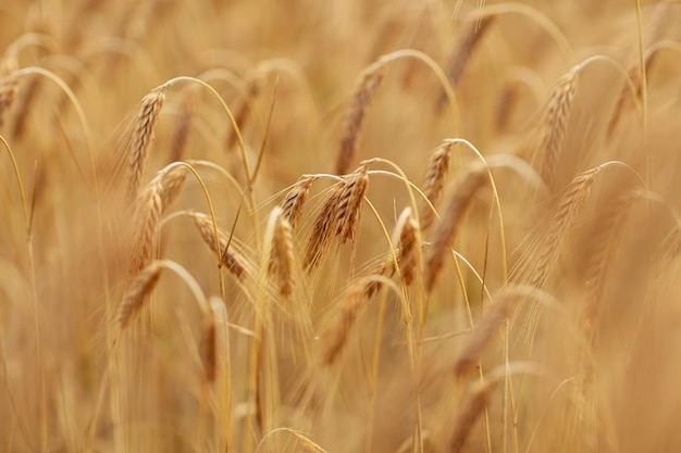 natuur, zomer, oogst en landbouwconcept - close-up van graanveld met aartjes van rijpe rogge of tarwe