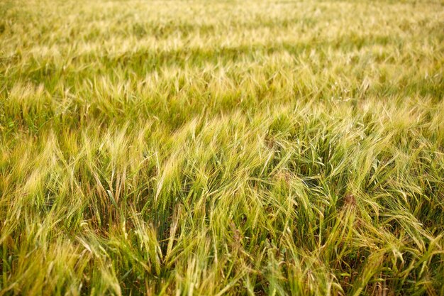 natuur, zomer, oogst en landbouwconcept - graanveld met aartjes van rijpe rogge of tarwe