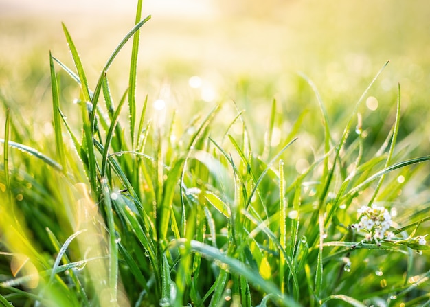 Natuurachtergrond met groen gras bij zonsondergang