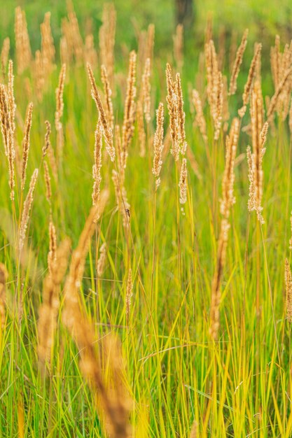 Natuurachtergrond, mooi groen veldgras met pluizige aartjes, selectieve focus