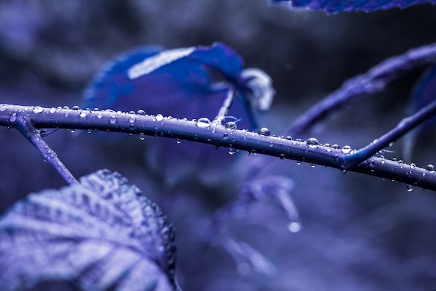 Natuurbladeren met waterdruppels