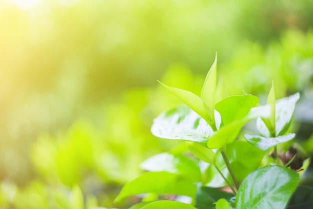 Natuurbladgroen in de tuinConcept biologische bladeren groen en schone ecologie in zomerzonlicht