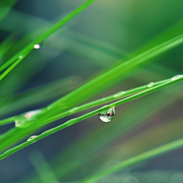 Natuurdauw in het gras Fris groen concept en abstracte kleurrijke achtergrond