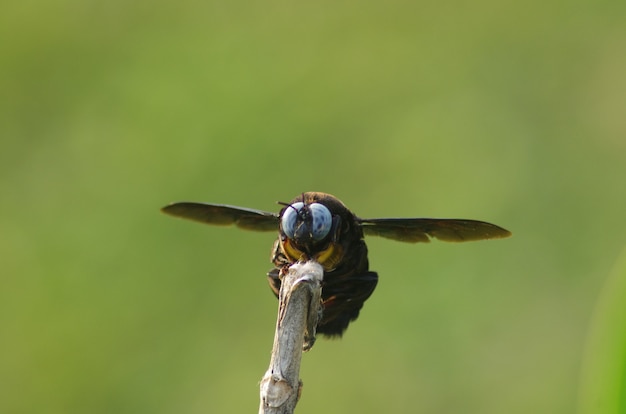 Natuurfoto's Insect