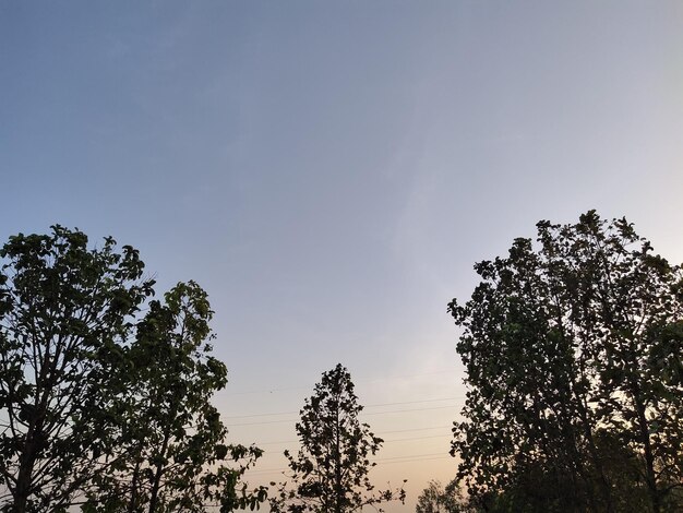 Foto natuurfotografie van bomen en hemel met zonsondergang
