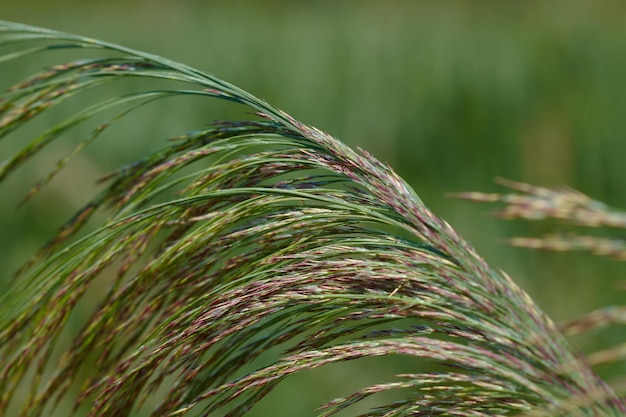 Natuurgrastextuur van close-upweergaven