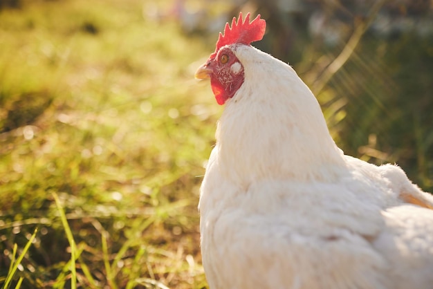 Natuurlandbouw en kip in gras met vrijheid op het groene platteland, vrije uitlooplandbouw en mockup Duurzaamheid van pluimveehouderijen en vogels in het veld en dieren met natuurlijke groeiruimte en zon