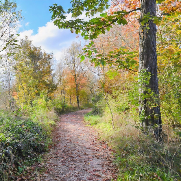 natuurlandschap met bomen en bospad in herfstkleuren