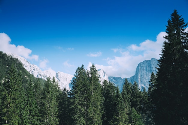 Natuurlandschap Prachtig uitzicht op de vallei en de bergen van de Alpen in de zomer