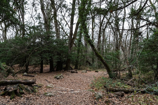 Natuurlandschap van herfstvoetpad in donkere bosweg naar grot Maria Magdalena de aarde is dekking...