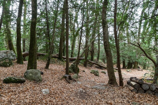 Natuurlandschap van herfstvoetpad in donkere bosweg naar grot Maria Magdalena de aarde is dekking...