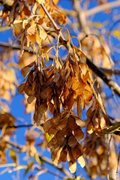 Natuurlijk beeld van herfstverf in de stad van gele gedroogde esdoornzaden op een tak tegen een blauwe lucht