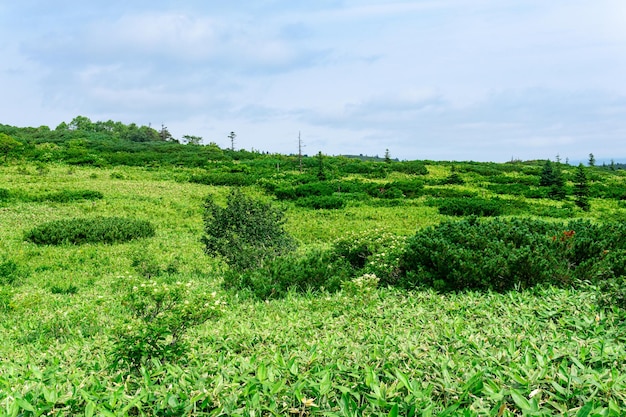 Natuurlijk berglandschap op het eiland Kunashir, gedeeltelijk wazige focus op nabijgelegen bloeiend gras en bamboestengels