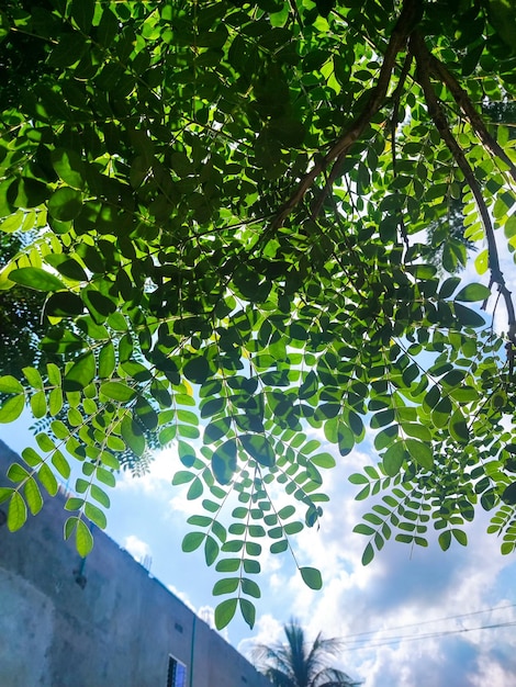 Natuurlijk blad