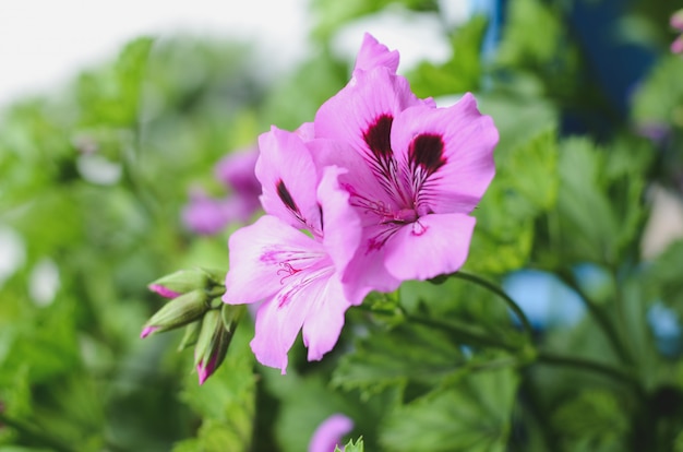 Natuurlijk boeket van wilde bloemen.