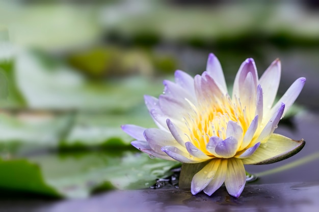 Natuurlijk concept; lichtpaarse lotus in de vijver