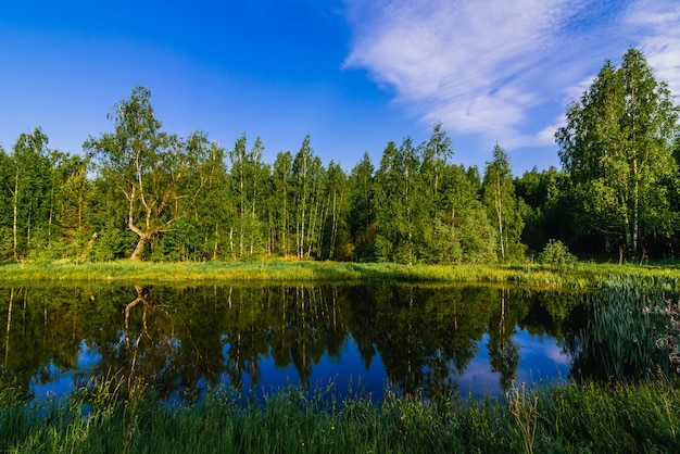 Natuurlijk de zomerlandschap met rivier in bos en groene weide