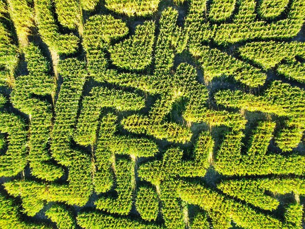 Natuurlijk doolhof - drone opname