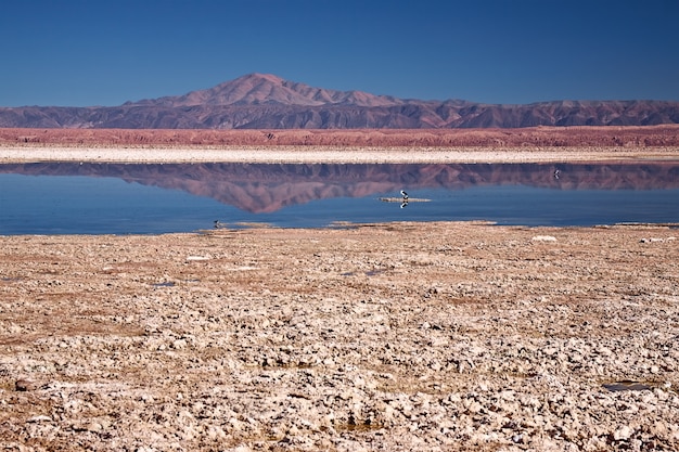 natuurlijk dor landschap