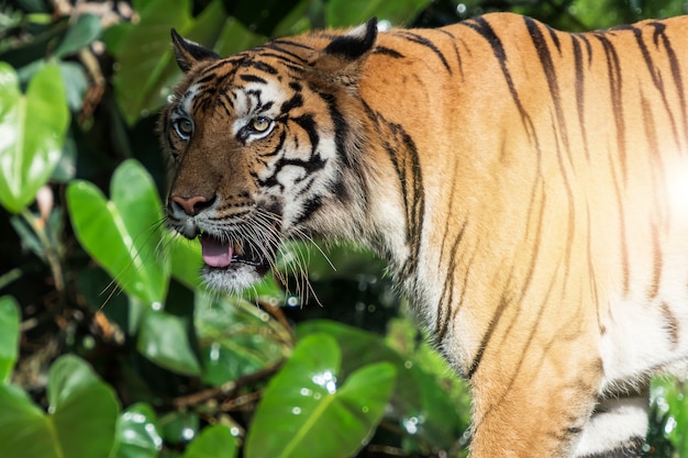 Natuurlijk foto's van tijger.