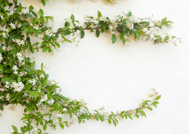 Natuurlijk frame van jasmijnbloemen op witte muur