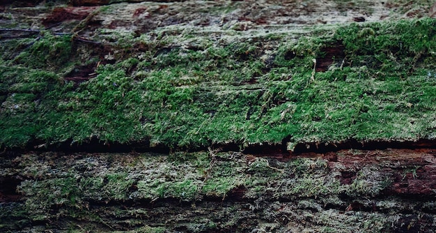 natuurlijk getextureerd houten oppervlak