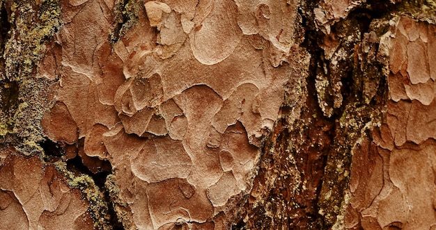 natuurlijk getextureerd houten oppervlak