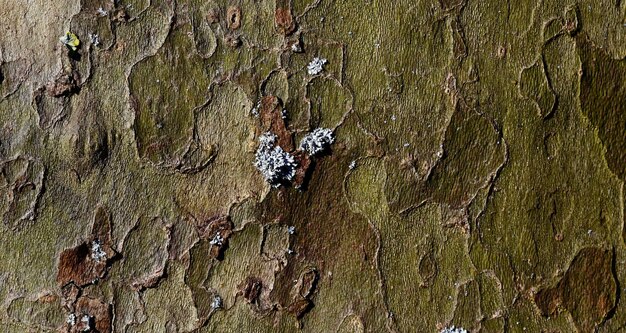 natuurlijk getextureerd houten oppervlak