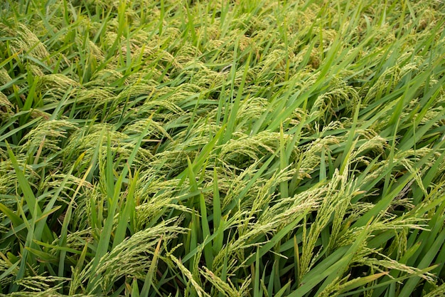 Natuurlijk graan rijstveld landbouw landschap concept