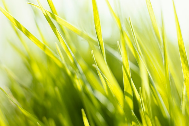 Natuurlijk gras close-up