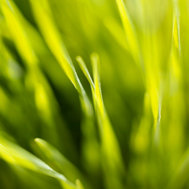 Natuurlijk gras close-up